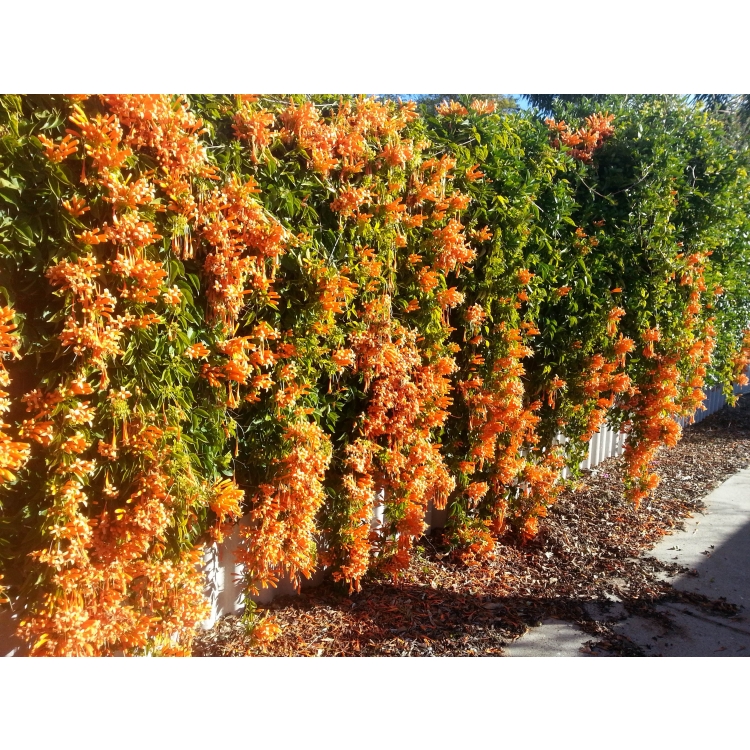 Orange Trumpet Creeper - Burke's Backyard