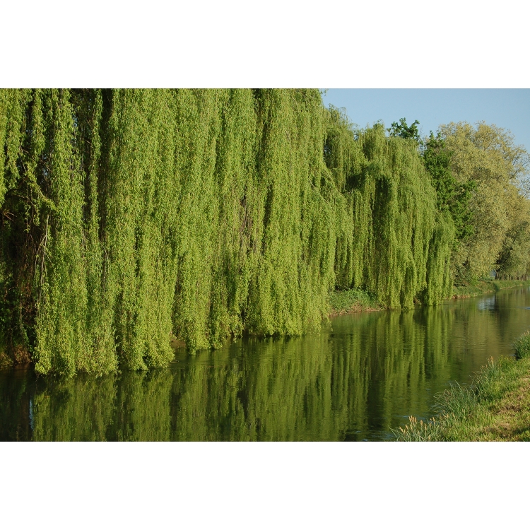 Weeping willow tree, Salix babylonica