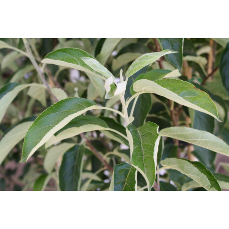 Malus domestica 'Granny Smith' (Semi-Dwarf Apple)