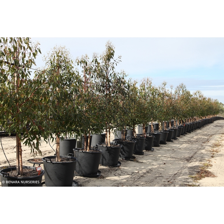 Dwarf Sugar Gum Eucalyptus cladocalyx nana 50 Seeds 