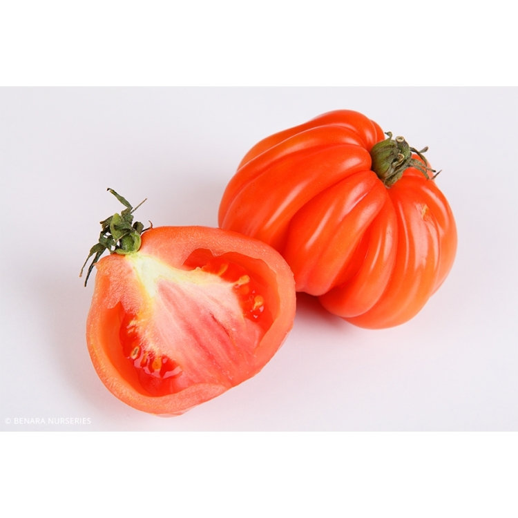 Tomato Rouge De Marmande Tray