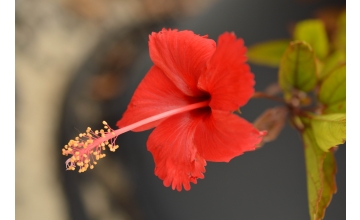 Hibiscus pendunculata