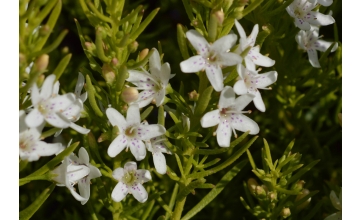 Myoporum parvifolium alba