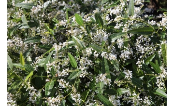 Hardenbergia White Out (PBR)