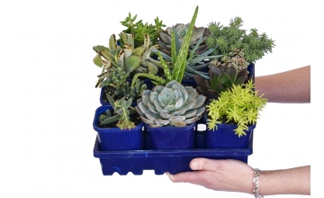 Succulent Assorted Tray