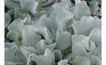 Cotyledon Silver Waves