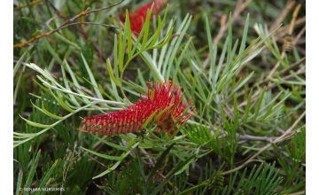 Grevillea Brush Tail Red <span class="pbr">(PBR)</span>