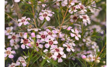 Chamelaucium Early Pink