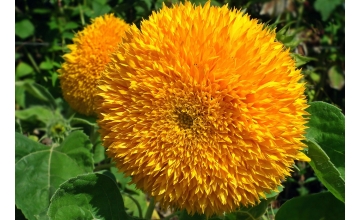 Sunflower Teddy Dwarf tray