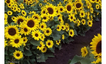 Sunflower Eos Dwarf tray