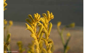 Anigozanthos flavidus Yellow