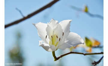 Bauhinia Variegata alba