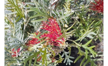 Grevillea Red Coral <span class="pbr">(PBR)</span>