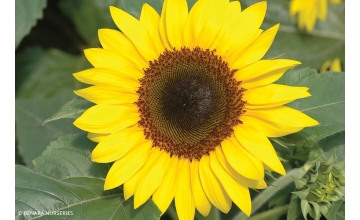 Sunflower Dwarf Tray