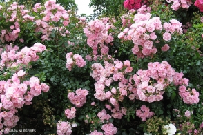 Flower Carpet (R) Rose Apple Blossom