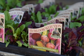 Beetroot Heirloom Mix Diggers Tray