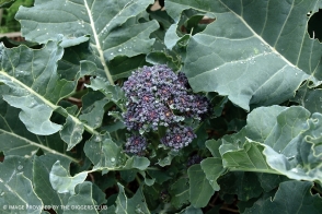 Broccoli Purple Sprouting Diggers Tray