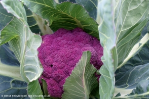 Cauliflower Sicily Purple Diggers Tray