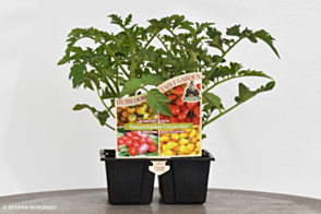 Tomato Diggers Cherry Collection Tray