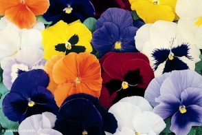Pansy Giant Mix Tray