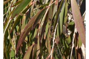 Melaleuca leu. Broad Leaf