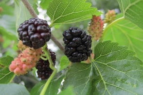 Mulberry English Black