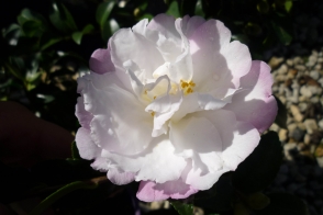 Camellia Pure Silk