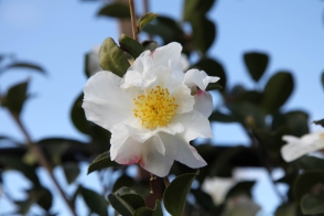 Camellia Setsugekka