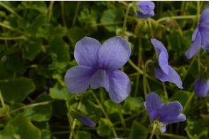 Viola hederacea Monga Magic