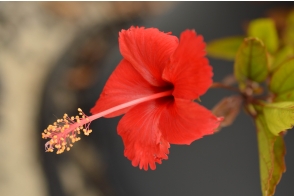 Hibiscus pendunculata