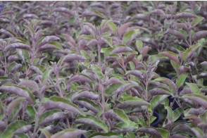 Vitex trifolia purpurea