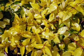 Abelia grandiflora aurea