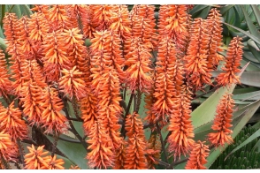 Aloe Outback Orange