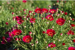 Argyranthemum maderia Red Single <span class="pbr">(PBR)</span>