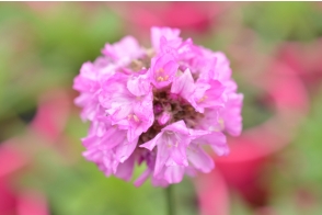 Armeria Bee's Lilac