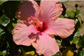 Hibiscus Cile Tinney