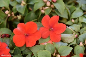 Impatiens Red Tray