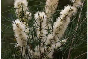 Melaleuca teretifolia