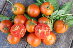 Tomato Tigrella Diggers Tray