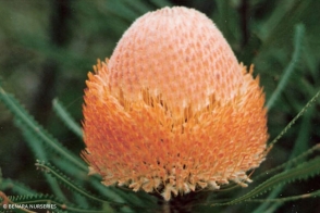 Banksia prionotes dwarf