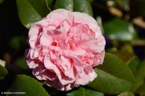 Camellia Debutante