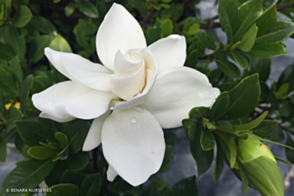 Gardenia White Goddess <span class="pbr">(PBR)</span>