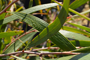 Melaleuca argentea