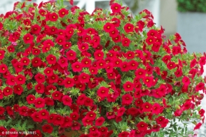 Calibrachoa Bouquet Red <span class="pbr">(PBR)</span>