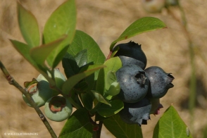 Blueberry Misty