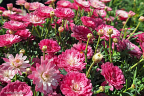 Argyranthemum Pink Posy <span class="pbr">(PBR)</span>