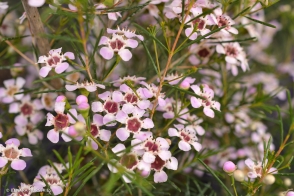 Chamelaucium Early Pink