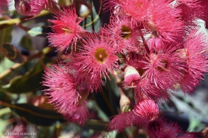 Corymbia Grafted Coral Pink