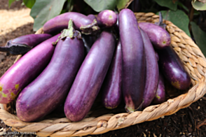 Eggplant Slim Jim Diggers Tray
