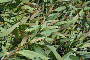 Eucalyptus toditiana
